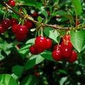 Growers can't always hire enough workers to pick cherries.