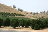 Some citrus orchards in Tulare County will have to comply with quarantine restrictions.