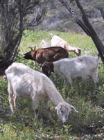 Goats on rangeland.