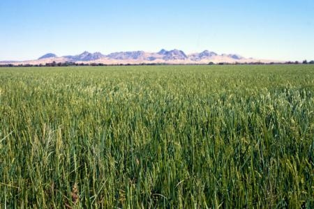 Rice contributes about a tenth of 1 percent of the GHG emissions from California’s agriculture sector.