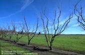Cold winter weather is good for dormant fruit and nut trees.