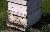 Worker bees congregate on a hive.