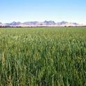 Sutter Buttes is in the distance behind this Colusa County rice crop.