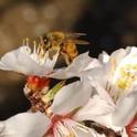 A honey bee on an almond blossom. (Photo: Kathy Keatley Garvey)