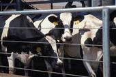 Mid-west and Southern states are courting California dairies.