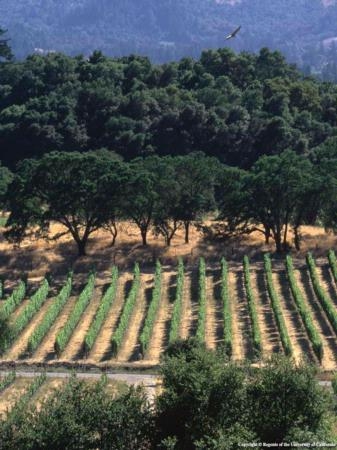 Napa Valley has a worldwide reputation for producing superior wines.
