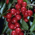 California cherries are now hitting the market.