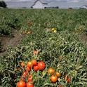 Farmers are seeing a higher than usual amount of curly top virus infection in Fresno area processing tomatoes this year.