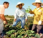 Richard Molinar, left, and Michael Yang, center, with farmer Ka Neng Vang.