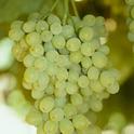 Diamond muscat grapes have natural resistance to powdery mildew.