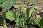 Beet curly top virus can sicken subarbeets, as shown in the photo, plus tomatoes, peppers, melons and other crops.