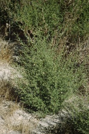 Invasive weed stinkwort, <ital>Dittrichia graveolen</ital>, is making inroads in California.