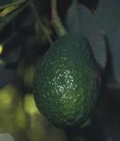 Avocados are about 30 percent smaller than usual this year.