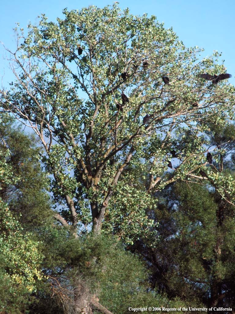 'Overlooked' turkey vultures the center of UCCE research - ANR News ...