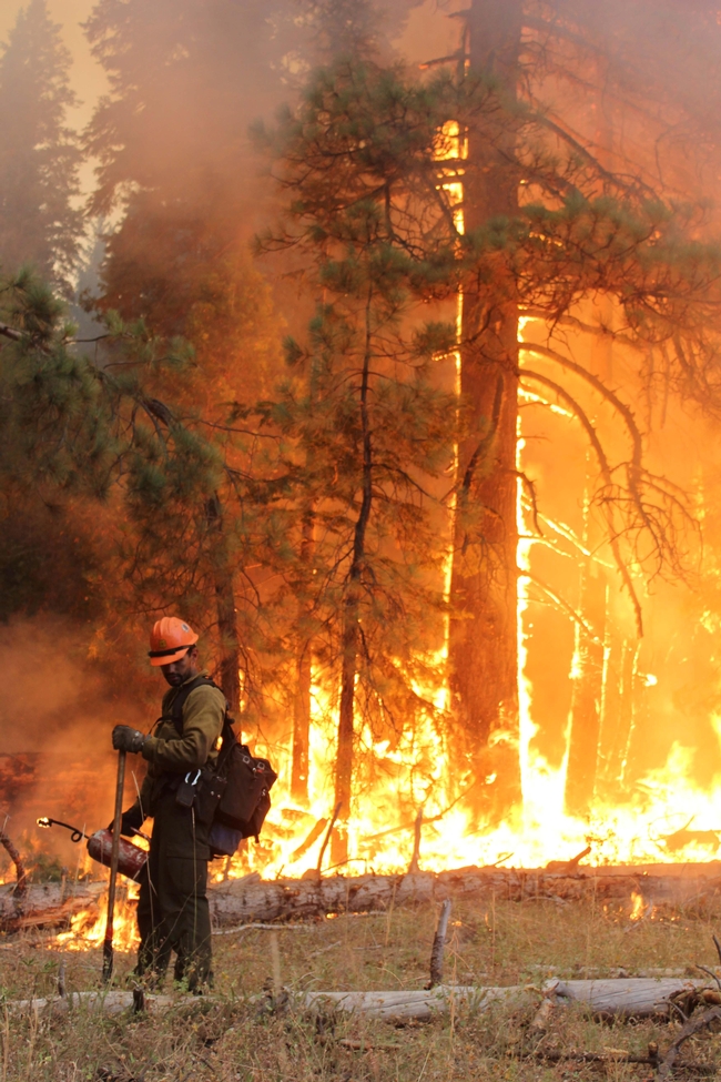 A firefighters monitors a backfire while Rim Fire rages in the background. (Photo: U.S. Forest Service)