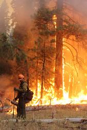 A firefighter monitors a backfire while Rim Fire rages in the background. (Photo: U.S. Forest Service)