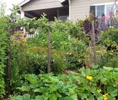 Hardworking backyard gardens can produce enough food to sell at a farmers market. (Photo: SC County Master Gardeners)