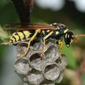 European paper wasp (Photo: Wikimedia Commons)