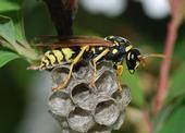 European paper wasp (Photo: Wikimedia Commons)