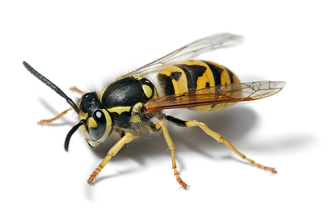 Yellow jackets, like the one above, are often confused with European paper wasps. (Photo: Wikimedia Commons)