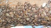 Brown marmorated stink bugs huddle together on a tree limb in Sacramento. (Photo: Baldo Villegas)