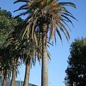 Canary Island date palms, like the ones in the photo above, are being planted on each end of the Bay Bridge. (Photo: Wikimedia Commons)