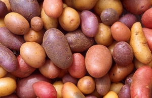 Potatoes of a different color.
