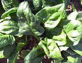 Spinach takes up 80 percent of its nitrogen needs in the final two weeks before harvest.