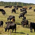 Dry autumn season means ranchers will likely have to buy supplemental feed.