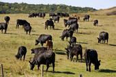 Dry autumn season means ranchers will likely have to buy supplemental feed.