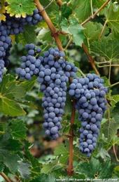 Viticulture publication credits UC Cooperative Extension for helping California winegrape growers.