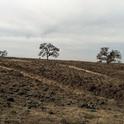 In the third year of drought, most California rangelands have been left with little to no feed growing.