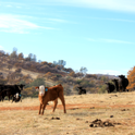 Cattle graze on dry grass. (Photo: Sierra Foothill REC)
