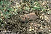 Pocket gopher.