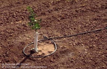 Using drip irrigation conserves water in agriculture.