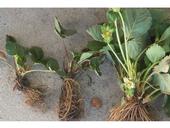 Coachella Valley strawberry plants on the left were stunted due to salt buildup in the soil. (Photo: Steven Koike)