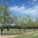 Almond farmers accustomed to irrigating with groundwater are in pretty good shape for 2014.