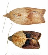 Male and female light brown apple moths.