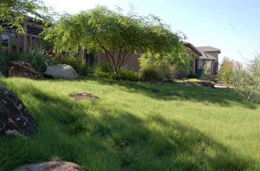 An attractive lawn of UC Verde buffalograss.