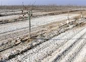 Toxins on the soil surface can look like snow.