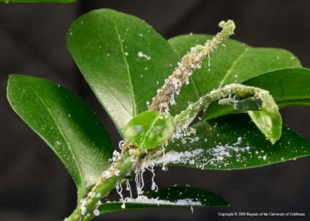 One sign of potential Asian citrus psyllid infestation is waxy tubules on new growth. (Photo: M.E. Rogers)
