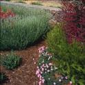 Substituting drought-tolerant plants and mulching the soil surface are other ways to conserve water.