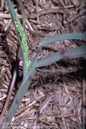 A key identification characteristic of junglerice is leaves showing flatness with purple bands.