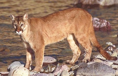 Mountain lions' range is the greatest of any large wild terrestrial mammal in the Western Hemisphere. (Photo: Wikimedia Commons)