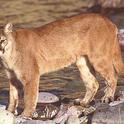 Mountain lions' range is the greatest of any large wild terrestrial mammal in the Western Hemisphere. (Photo: Wikimedia Commons)