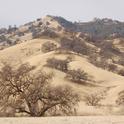 Bone dry foothills reduce options for California beekeepers.