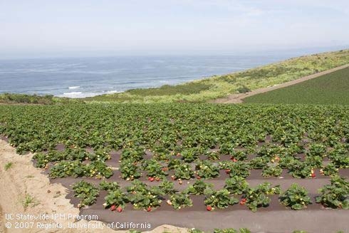 Strawberries growing on a hillside near the ocean.