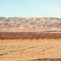 Dry fields and bare trees at Panoche Road near San Joaquin. (Photo: Gregory Urquiaga)