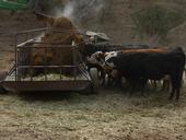Cows attacking rice strawlage as tractor drops into feeder.