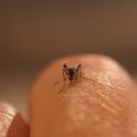 Aedes aegypti mosquito perched on a scientist's finger. (Photo: Jodi Holeman, Consolidated Mosquito Abatement District.)